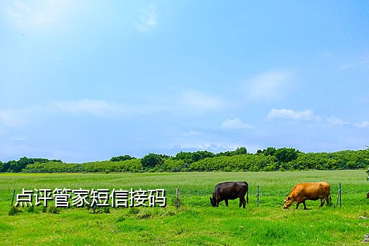 实卡云短信接码