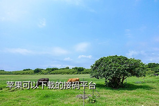 柠檬接码探探号