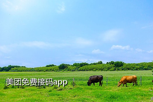 美团接码是干啥的呀