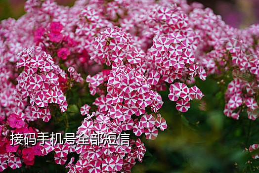 接码平台加微信