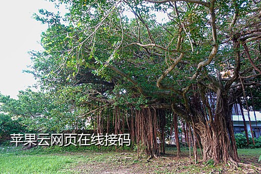 短信接码平台注册不了