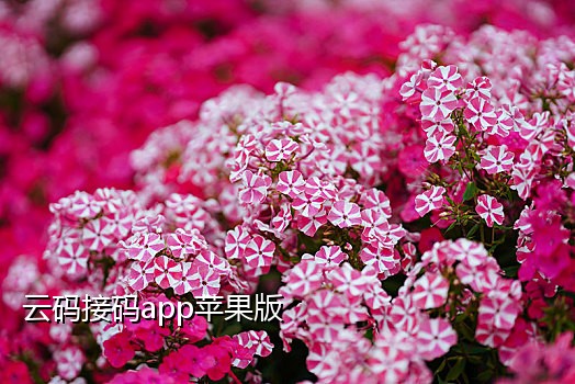 2017接码平台陌陌注册