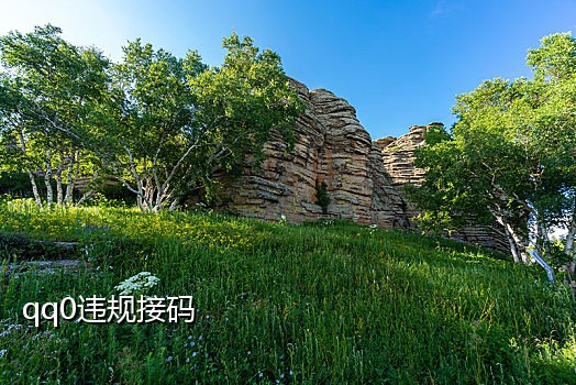 新网站接码