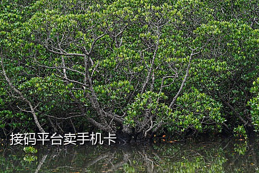 新蓝鸟接码平台手机端打不开