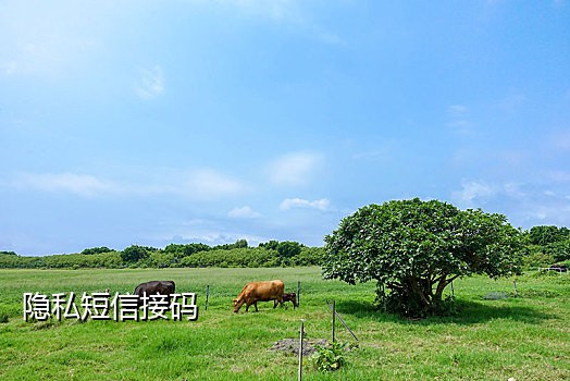 五码怎么淘宝接码