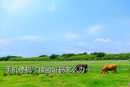 芒果接码手机软件