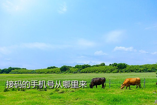 手机接码注册app