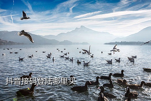 手机接码APP大全