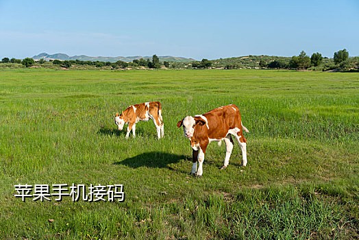 陌陌接码啥意思