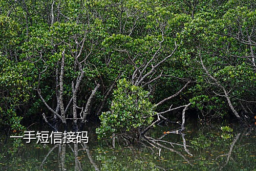 sms短信接码平台