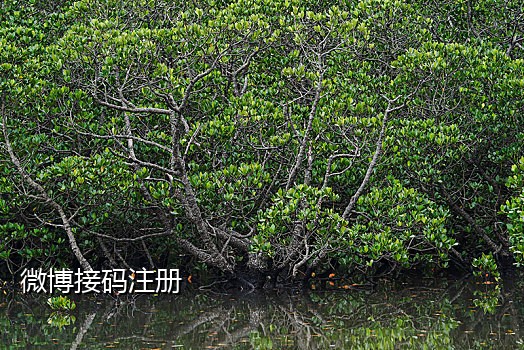 接验证码虚拟电话怎么打