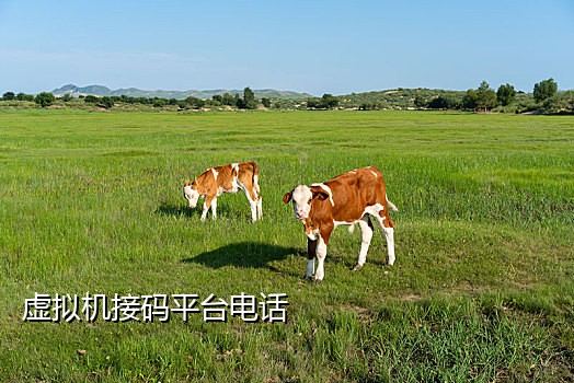 怎么用神话接码注册qq