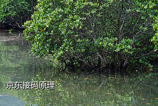 接码王卡快手新人红包