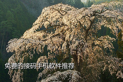 手机自动接码app