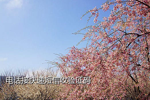 接码平台真实手机号