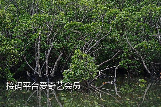 广发证券手机接不到验证码