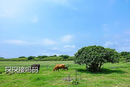 叮当接码平台手机版