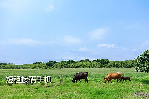 不要手机接验证码