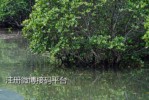 易信接码平台app