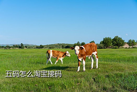 极码接码手机版