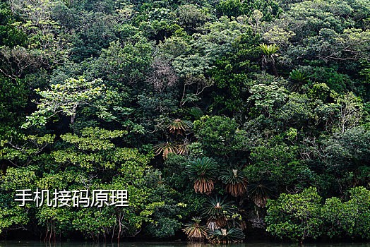 接码平台微博怎么用