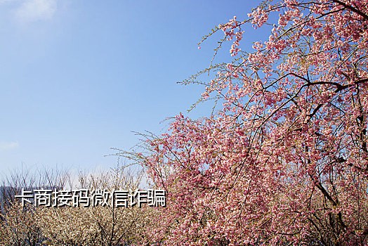云码接码短信平台是真的吗