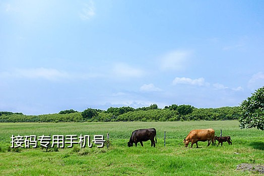 微信接码注册平台代理