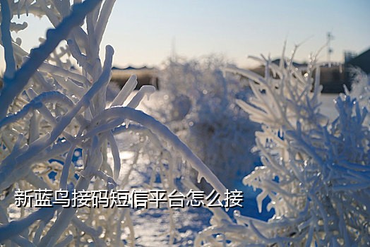 手机接不到纸飞机验证码