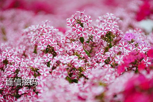 能发短信的接码平台的