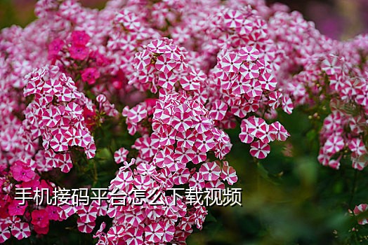 速码短信接码