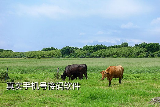 手机号接码注册微信