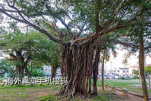 免费接码云短信