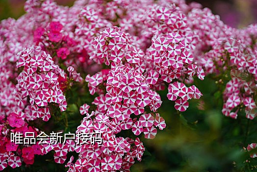 国际虚拟短信接码