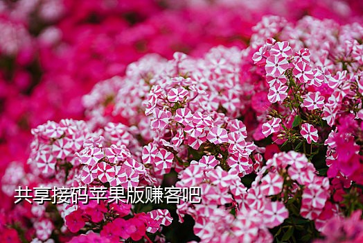 2019接码平台手机版