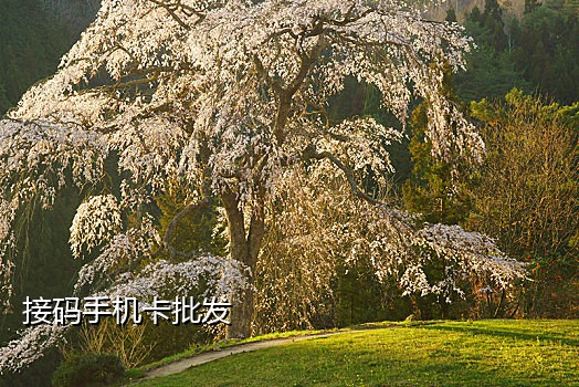 原神接码短信平台