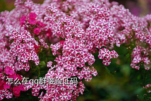 野码接码平台手机版下载