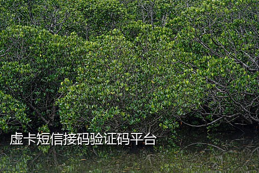 新手机接码