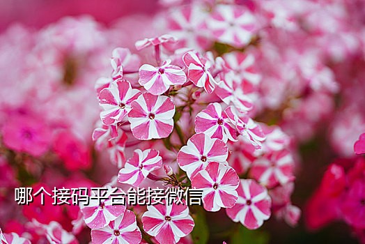 淘宝接虚拟验证码