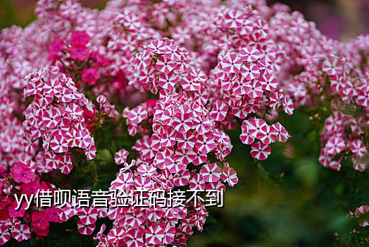 手机接注册码