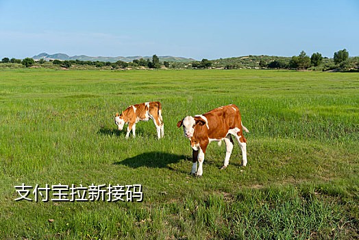 手机号码接码生成器