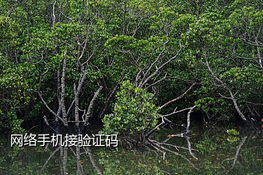 努比亚手机接不到验证码