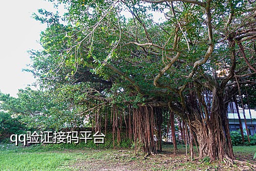 美团黄码能接单吗怎么接