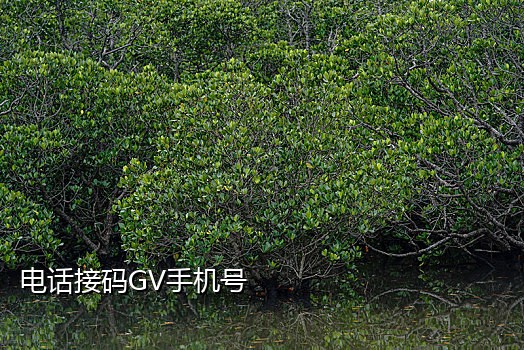 联通手机号接码平台