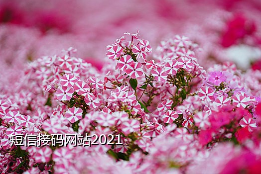 多米接码注册微信平台