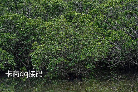 按键精灵QQ接码