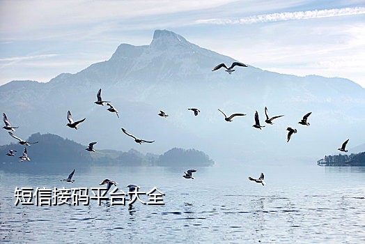 知乎手机接码平台