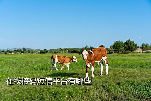 天雷手机接码平台