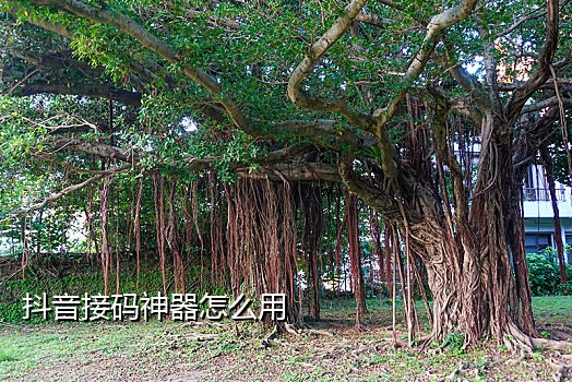 南非抖音接码白号