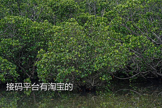 美团首单卡商接码