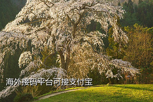 美国手机号码接码平台